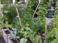 Hochbeet2015_6