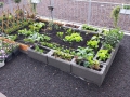 Hochbeet26